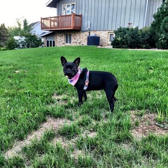 The Dog House Pet Resort - Pet Sitting Near Me - Baraboo, Wisconsin The Dog House Pet Resort - Pet Sitting Near Me - Baraboo, Wisconsin