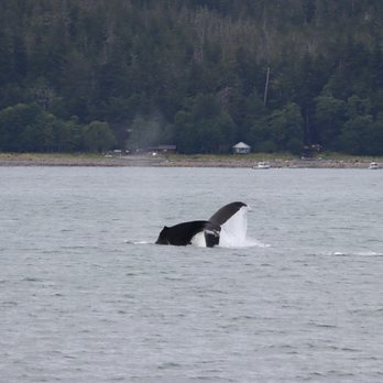 Allen Marine Tours - Humpback whale - Tours Near Me
