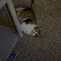 This is my cat from 4 years ago her name is coco she was a little runt when we got her This is my cat from 4 years ago her name is coco she was a little runt when we got her