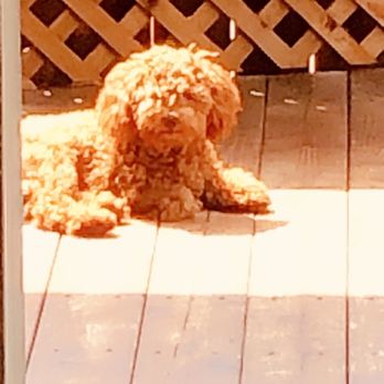 CR Ranch Pet-O-Tel - Pet Boarding Near Me - Modesto, California