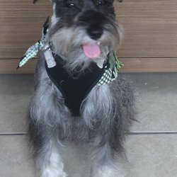 R-Tailz R Waggin Pet Spa - Roscoe all dolled up!