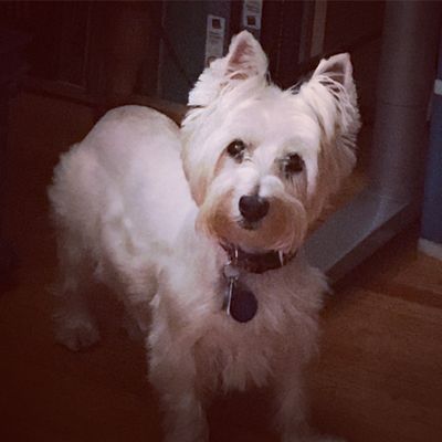 alex the happy dog grooming