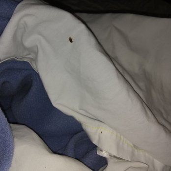 Econo Lodge Truman Inn - BED BUG - Hotels Near Me - Sedalia, Missouri Econo Lodge Truman Inn - BED BUG - Hotels Near Me - Sedalia, Missouri