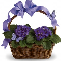 Violets And Butterflies