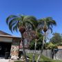 Photo of Dynamic Trees