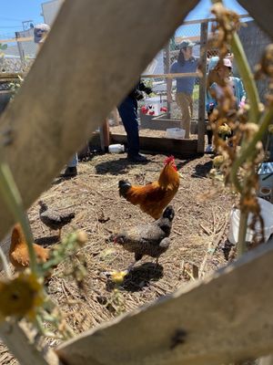 Florence Fang Community Farm by null