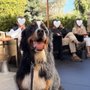 Smart Dogs Training Academy