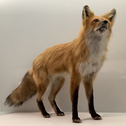 University of Michigan Museum of Natural History