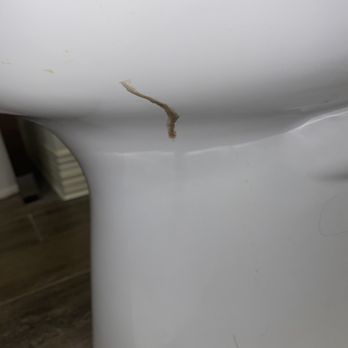 Hampton Inn Columbia - Feces on the side of the toilet - Hotels Near Me - Columbia, Tennessee Hampton Inn Columbia - Feces on the side of the toilet - Hotels Near Me - Columbia, Tennessee