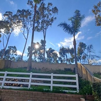 Ezra Tree Service - Plan trees and removed pepper tree - Tree Services Near Me
