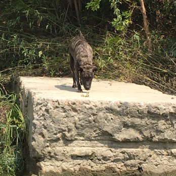 Onion Creek District Park - Dog Parks Near Me - Austin, Texas Onion Creek District Park - Dog Parks Near Me - Austin, Texas