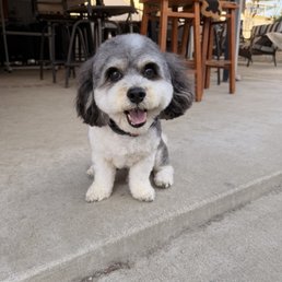 My little guy Domino