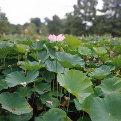 Lotus and Water Lily Festival