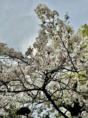 Osaka Castle Park by null