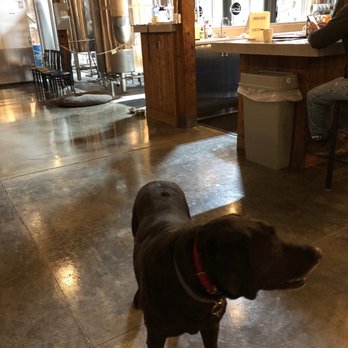 Headworks Brewing - Ms.Mona official Brewery greeter! - Breweries Near Me - Enumclaw, Washington