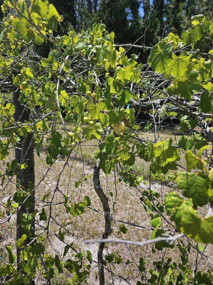 Bluefield Estate Winery - vineyard in Gainesville, FL