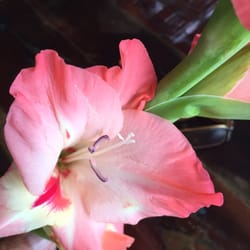 Seagrass Floral & Apothecary - Fresh Cuts