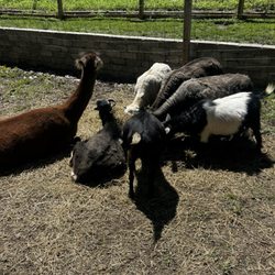 Goats