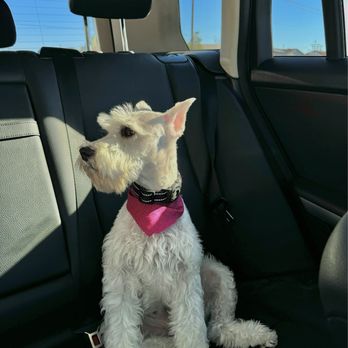 Royalty Paw Grooming - Pet Groomers Near Me - Las Vegas, Nevada Royalty Paw Grooming - Pet Groomers Near Me - Las Vegas, Nevada