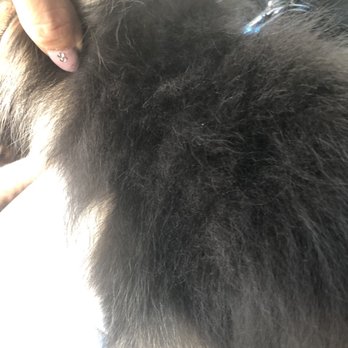 Paws Palace - They butchered his hair - Pet Groomers Near Me - Santa Clara, California