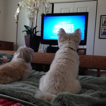 Hobe Sound Pet Sitter - Watching TV! - Pet Sitting Near Me Hobe Sound Pet Sitter - Watching TV! - Pet Sitting Near Me