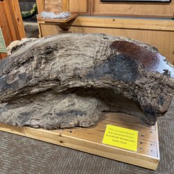 Humboldt Redwoods State Park - Recovered burl that was poached on display at the visitors center.