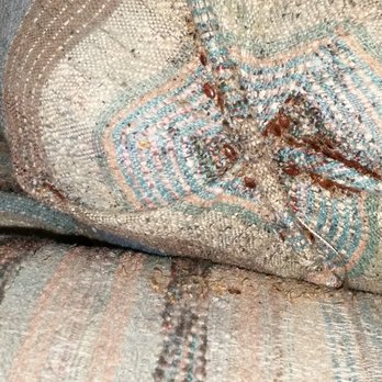 Bed Bug Infestation In Couch Yelp