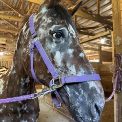 Parkwood Farms Therapy Center - Chey - the beautiful Appaloosa mascot! He's super smart!