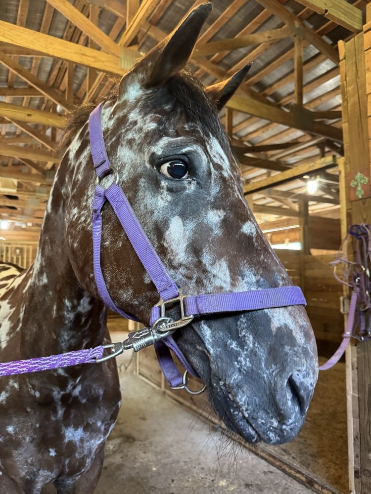 Parkwood Farms Therapy Center - equestrian in Snellville, GA