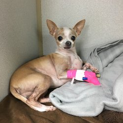 Euless Animal Hospital - My puppy Zelda