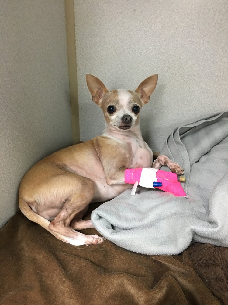 EULESS ANIMAL HOSPITAL 2501 N Main St, Euless, Texas Veterinarians