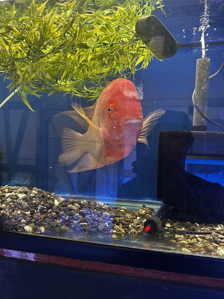 FISH N TANKS Updated October 2024 15 Reviews 1340 Roberts Ln