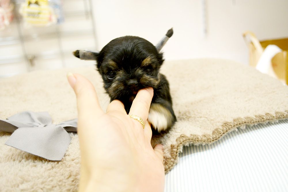 PUPPY BOUTIQUE Updated October 2024 30 Photos 655 Keeaumoku