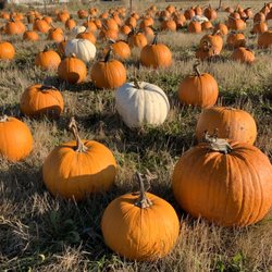 Pumpkins