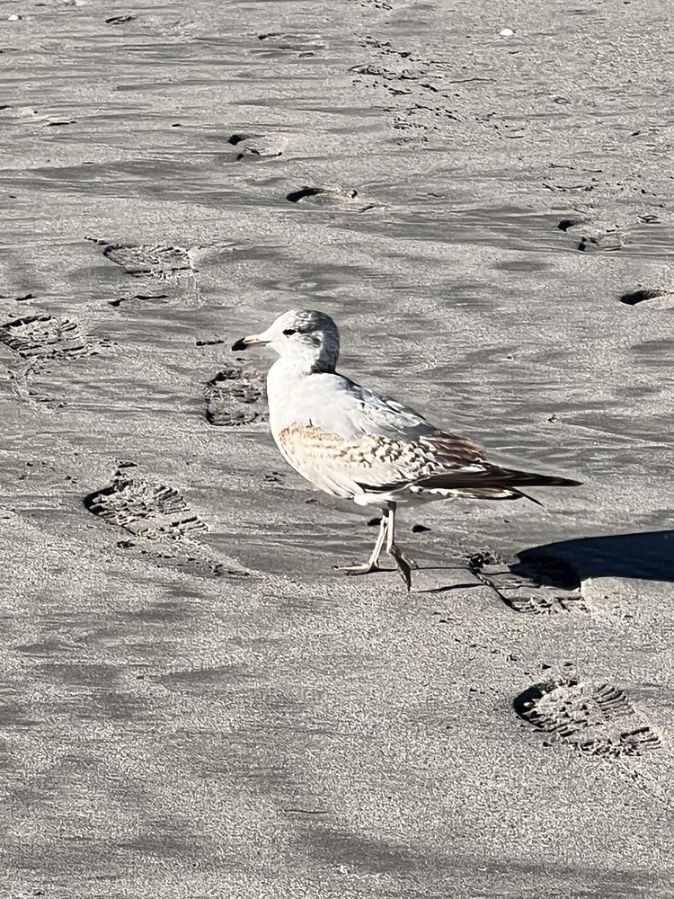 Juno Beach Park Image