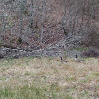 Georgia Mountain Cabin Rentals - A few visitors - Vacation Rentals Near Me - Blue Ridge, Georgia