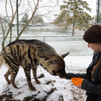 Jungle Cat World Wildlife Park - Eddie! - Zoos Near Me - Orono, Ontario Jungle Cat World Wildlife Park - Eddie! - Zoos Near Me - Orono, Ontario