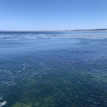 The Fish Hopper - A view from the table next to the water - Seafood Near Me - Monterey, California