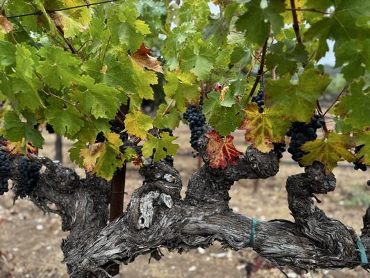 Staglin Family Vineyard by null