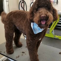 Canine Design Pet Grooming - Duncan loves his Spa Day!
