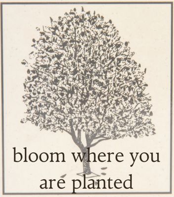 Angela Y Yoon LMHCA, MHP