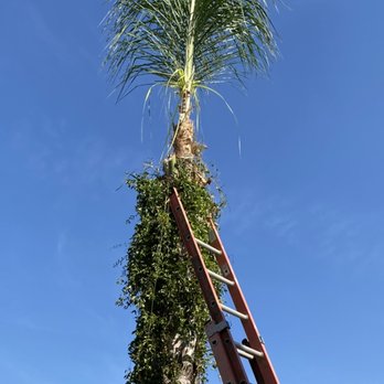 Romero trees and landscape - a ladder up to a palm tree - Tree Services Near Me Romero trees and landscape - a ladder up to a palm tree - Tree Services Near Me