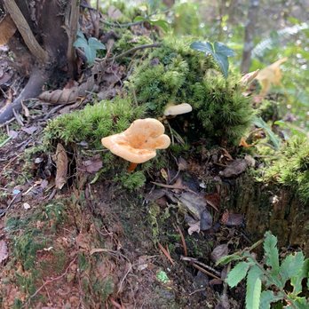 Saltwater State Park - Mushroom - Parks Near Me - Des Moines, Washington Saltwater State Park - Mushroom - Parks Near Me - Des Moines, Washington