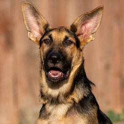 K9 Courage - Taz the GSD, during his puppy foundations board and train!
