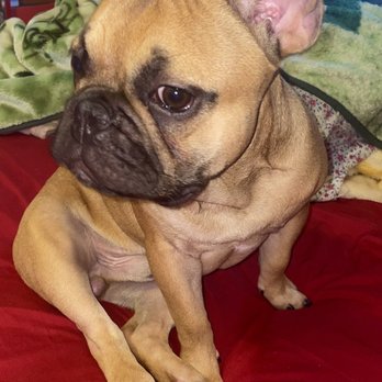 Top Grooming - Pet Groomers Near Me - Gardena, California
