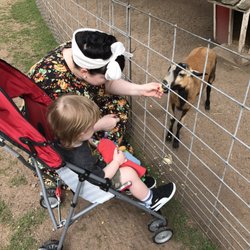 Wilderness Walk Zoo & Western Town Family Fun Park - Thomas feeding the baby goat at Wilderness Walk.