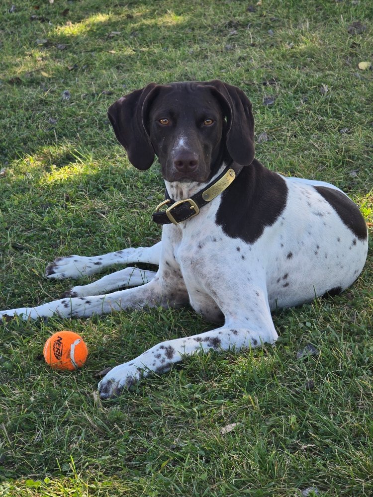 Home on the Ranch Dogs Image
