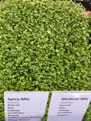 Hillcrest Farmers Market by null