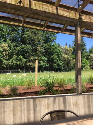 Nashi Orchards Tasting Room by null