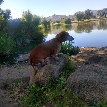 Hillcrest Pet Hospital - Badjer 13.7 years of joy... - Veterinarians Near Me - Glendale, California Hillcrest Pet Hospital - Badjer 13.7 years of joy... - Veterinarians Near Me - Glendale, California